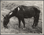 Neglected horse owned by rehabilitation client, Jackson County, Ohio.