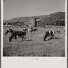 Dairy herd and barns near Bristol, Vermont.