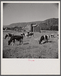 Dairy herd and barns near Bristol, Vermont.