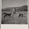 Dairy herd and barns near Bristol, Vermont.