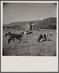 Dairy herd and barns near Bristol, Vermont.