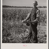 Farmer with his freshly-dug potatoes near Bristol, Vermont.