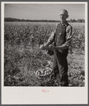 Farmer with his freshly-dug potatoes near Bristol, Vermont.