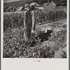 Farmer in his potato field near Bristol, Vermont.