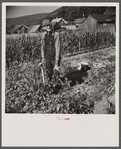 Farmer in his potato field near Bristol, Vermont.