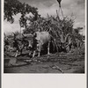 Unloading sugar at the refinery. Near Ponce, Puerto Rico.