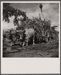 Unloading sugar at the refinery. Near Ponce, Puerto Rico.