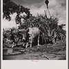 Unloading sugar at the refinery. Near Ponce, Puerto Rico.
