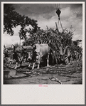Unloading sugar at the refinery. Near Ponce, Puerto Rico.