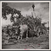 Unloading sugar at the refinery. Near Ponce, Puerto Rico.