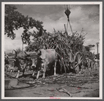 Unloading sugar at the refinery. Near Ponce, Puerto Rico.