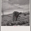 Seed bed for shade-grown tobacco. La Plata project. [Aibonito,] Puerto Rico.