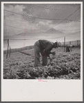 Seed bed for shade-grown tobacco. La Plata project. [Aibonito,] Puerto Rico.