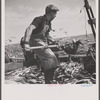 Aboard a trawler. Shoveling fish from deck into troughs at the railing. Provincetown, Massachusetts.