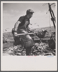 Aboard a trawler. Shoveling fish from deck into troughs at the railing. Provincetown, Massachusetts.