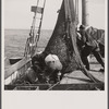 Aboard a trawler. The net comes aboard. Each net (there are two) usually drags about an hour, is then brought aboard by the power winch. Crew and captain work on "shares."