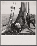 Aboard a trawler. The net comes aboard. Each net (there are two) usually drags about an hour, is then brought aboard by the power winch. Crew and captain work on "shares."