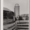 Farm horses and silo near Pine Grove Mills, Pennsylvania.