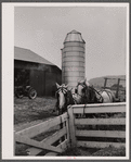Farm horses and silo near Pine Grove Mills, Pennsylvania.