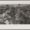 Tobacco field, Windsor Locks, Connecticut.