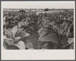 Tobacco field, Windsor Locks, Connecticut.