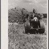 Threshing, Brookeville, Maryland.