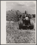 Threshing, Brookeville, Maryland.