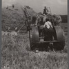 Threshing, Brookeville, Maryland.