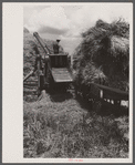 Baling oat hay, Brookeville, Maryland.