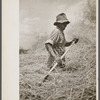 Threshing oats, Brookeville, Maryland.