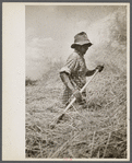 Threshing oats, Brookeville, Maryland.