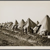 Flood refugee camp for Negroes from the bottom lands. Forrest City, Arkansas.