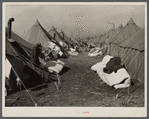 Tents in the flood refugee camp for Negroes from the bottom lands. Forrest City, Arkansas.