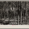 A good stand of timber on Eastern Shore land use project, Maryland.