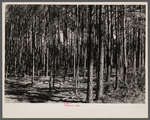 A good stand of timber on Eastern Shore land use project, Maryland.