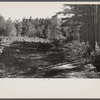 Various stages of timber growth on Eastern Shore land use project, Maryland.