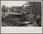 Various stages of timber growth on Eastern Shore land use project, Maryland.