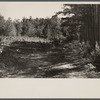 Various stages of timber growth on Eastern Shore land use project, Maryland.