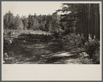 Various stages of timber growth on Eastern Shore land use project, Maryland.