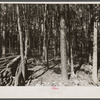 Brush cleared, timber thinned, and wood piled. Eastern Shore land use project, Maryland.