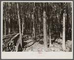 Brush cleared, timber thinned, and wood piled. Eastern Shore land use project, Maryland.