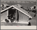 Chicken range, Westmoreland Homesteads, [Greensburg,] Pennsylvania.