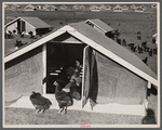 Chicken range, Westmoreland Homesteads, [Greensburg,] Pennsylvania.