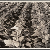 Broadleaf tobacco. Connecticut.