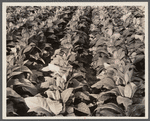 Broadleaf tobacco. Connecticut.