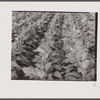 Broadleaf tobacco. Connecticut.
