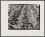 Broadleaf tobacco. Connecticut.