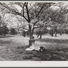 Reading under cherry blossoms. Cherry Blossom Festival, Washington, D.C.