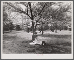 Reading under cherry blossoms. Cherry Blossom Festival, Washington, D.C.