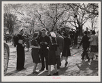 Sailors and friends at Cherry Blossom Festival. Washinton, D.C.